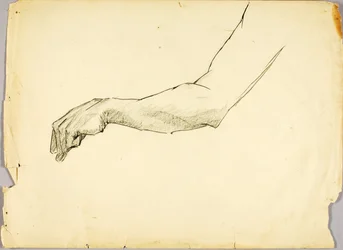 Estudio del brazo