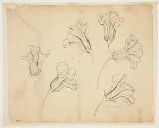 Estudios de flores de calabaza o calabacín