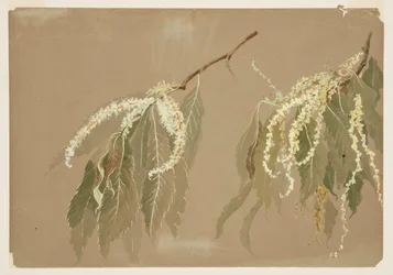 Estudio de ramas de castaño