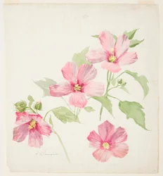 Estudio de malva