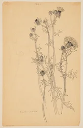 Estudio de plantas de cardo