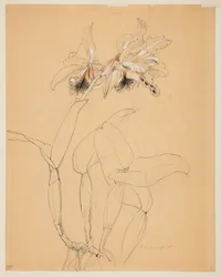 Estudio de una orquídea