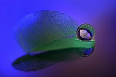 Esfera de cristal con motivos de hojas delicadas