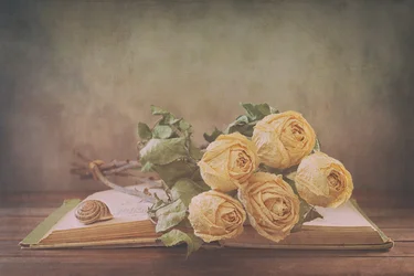 Rosas secas sobre un libro antiguo