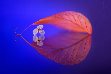 Reflejo de una hoja flotante