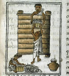 Códice de la conquista de México: Cosecha del maíz