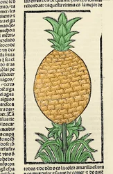 Representación de una piña. Grabado del libro “Historia general de las Indias, islas y tierra firme del mar océano” de Gonzalo Fernández de Oviedo (1478-1557)