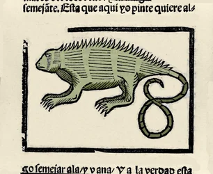 Representación de una iguana. Grabado del libro “Historia general de las Indias, islas y tierra firme del mar océano” de Gonzalo Fernández de Oviedo (1478-1557)