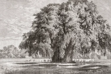 Santa María del Tule, Oaxaca, México: El Árbol del Tule