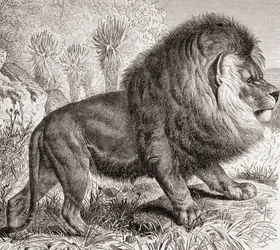 El león del Cabo, ahora extinto, de 