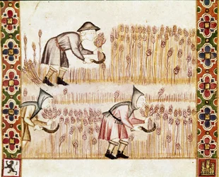 El campesino cosecha trigo (detalle)