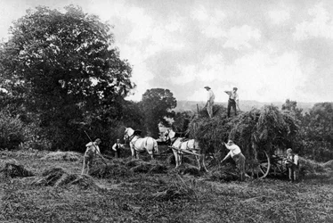 Haciendo heno, 1911-1912