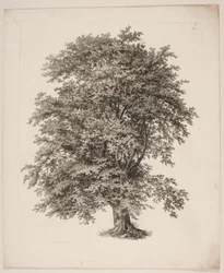 "Estudios de la naturaleza con respecto al dibujo de paisajes de S.H. Petersen", n.º 2