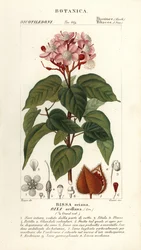 Achiote o árbol de los labios, Bixa orellana
