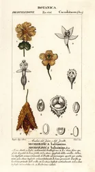 African cucumber, Momordica balsamina