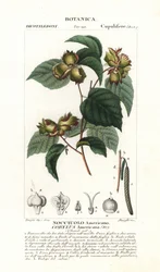 Avellana americana, Corylus americana