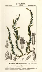 Musgo fontinalis antifiebre, Fontinalis antipyretica
