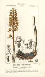 Orquídea nido de pájaro, Neottia nidus-avis