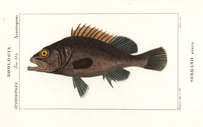 Mero negro, Mycteroperca bonaci