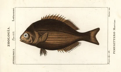 Cacho de bronce, Kyphosus vaigiensis