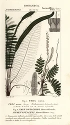 Helecho de cerdas, Trichomanes botryoides