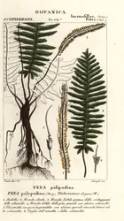 Helecho de cerdas, Trichomanes elegans