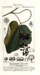 Semilla lunar canadiense, Menispermum canadense
