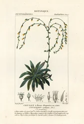 Cañón vivo-para-siempre,, Dudleya cymosa