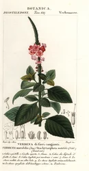 Baya de terciopelo cambiante, Stachytarpheta mutabilis