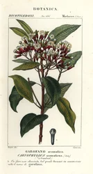 Clavo, Syzygium aromaticum