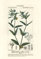 Hedionda gruesa, Opercularia aspera