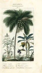 Coco, plátano, caña de azúcar, etc.