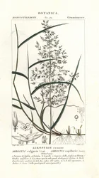 Agrostis capillaris