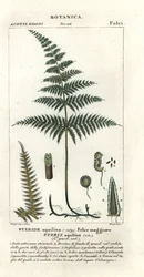 El helecho común o freno, Pteridium aquilinum