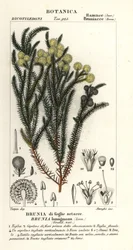 Arbusto de algodón común, Berzelia lanuginosa