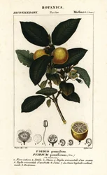 Guayaba común, Psidium guajava