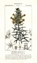 Lenteja de sapo común o amarilla, Linaria vulgaris