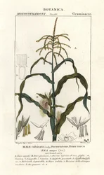 Maíz, Zea mays