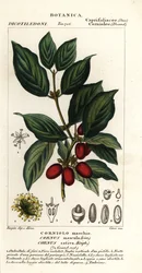 Cerezo cornalino, Cornus mas