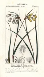 Eriophorum angustifolium, pasto algodonero
