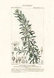 Boobialla rastrera, Myoporum parvifolium