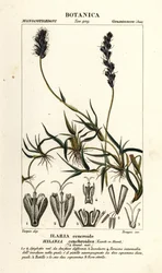 Mezquite rizado, Hilaria cenchroides