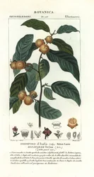 Ciruela datilera, Diospyros lotus