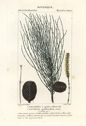 Roble caído, Allocasuarina verticillata