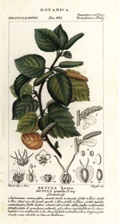 Abedul enano, Betula pumila