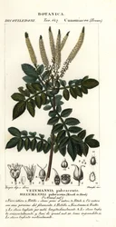 Encenillo, Weinmannia pubescens