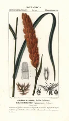 Eriochrysis cayannensis, hierba tropical americana