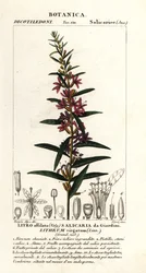 La salicaria europea, Lythrum virgatum