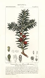 Tejo europeo, Taxus baccata