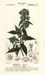 Falsa hoja de la suerte, Hydrolea spinosa